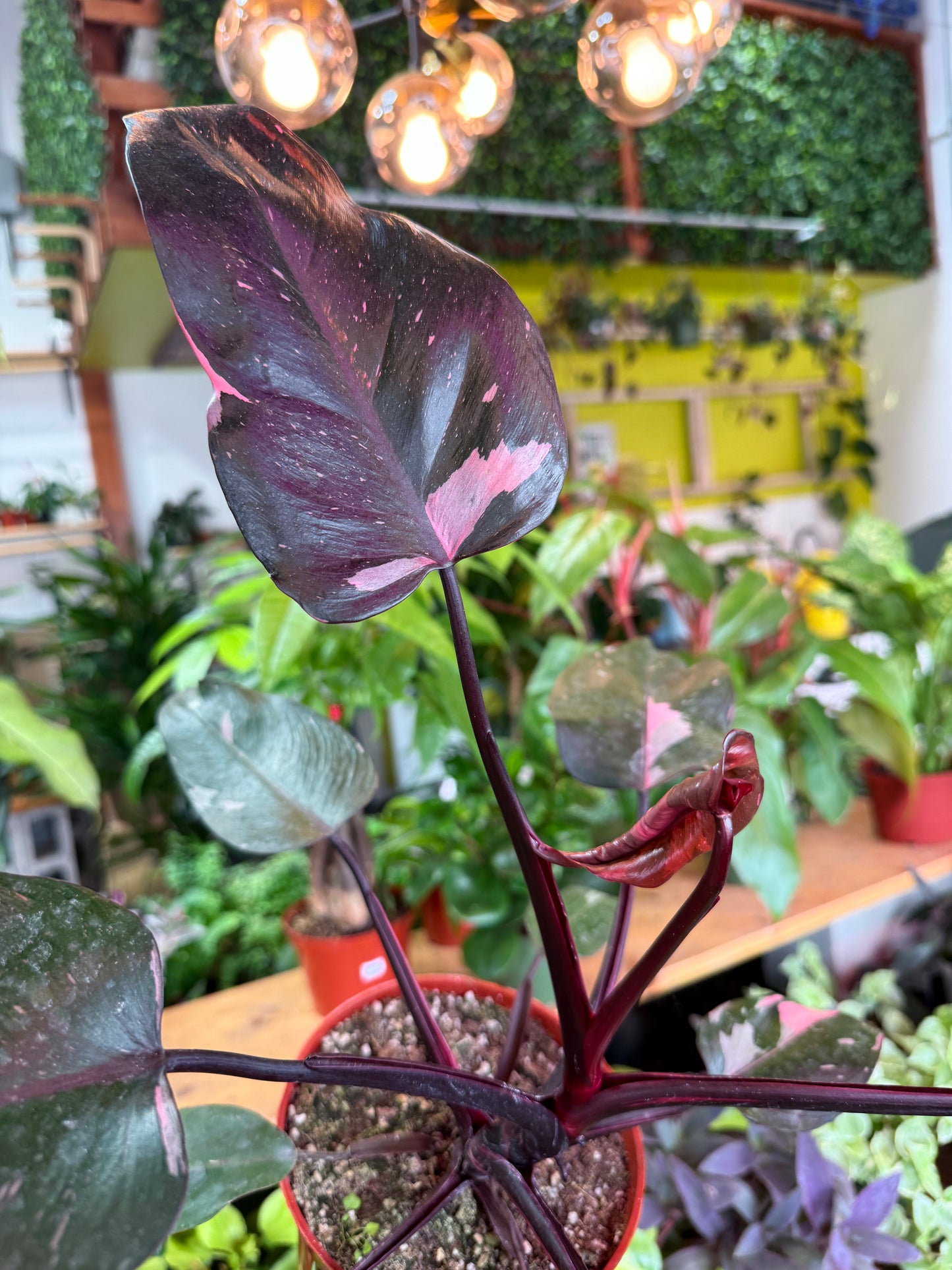 Philodendron 'Pink Princess'