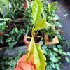 Philodendron 'Ring Of Fire Gold'