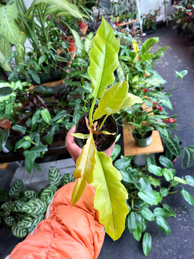 Philodendron 'Ring Of Fire Gold'