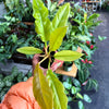 Philodendron 'Ring Of Fire Gold'