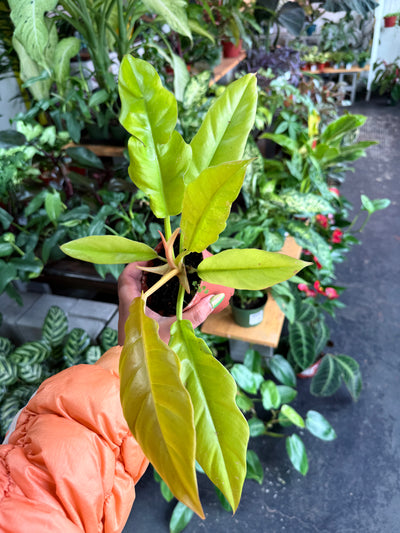 Philodendron 'Ring Of Fire Gold'