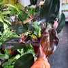 Philodendron 'Pink Princess'