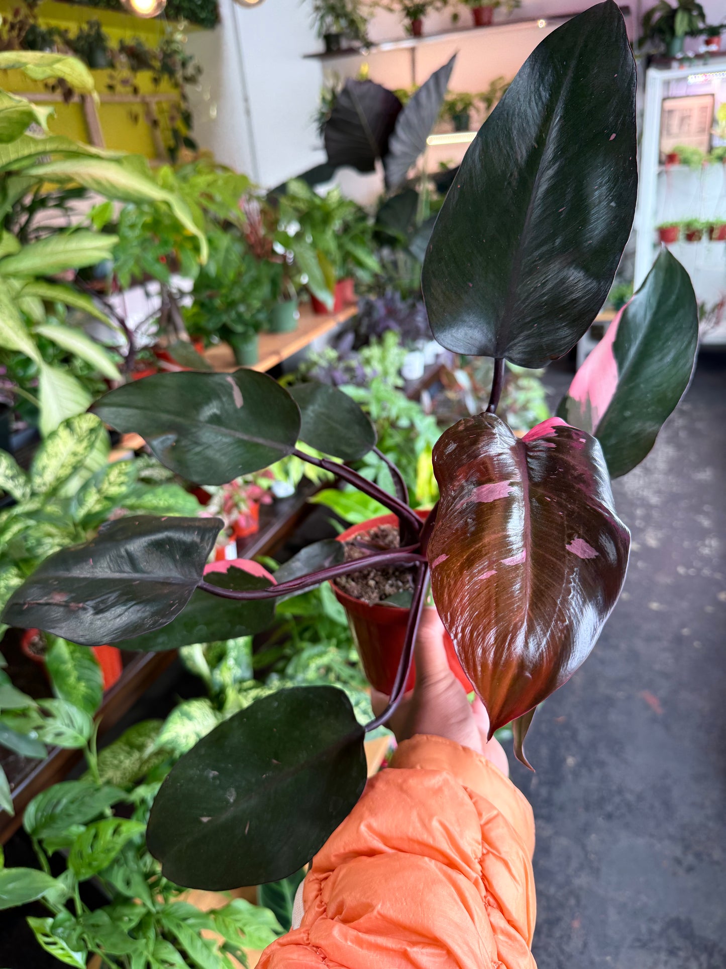 Philodendron 'Pink Princess'