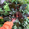 Philodendron 'Pink Princess'