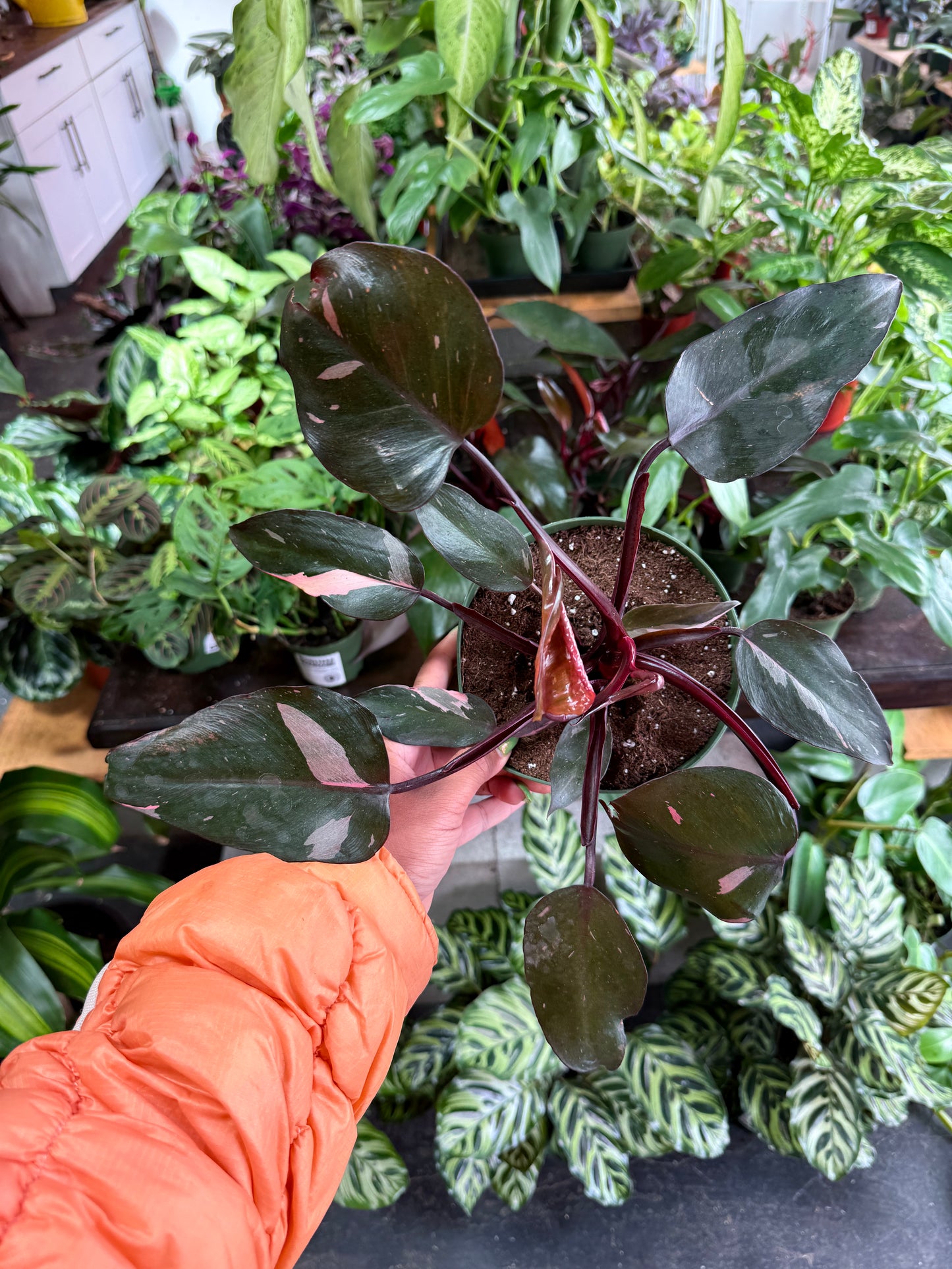 Philodendron 'Pink Princess'
