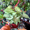 Syngonium 'White Butterfly'