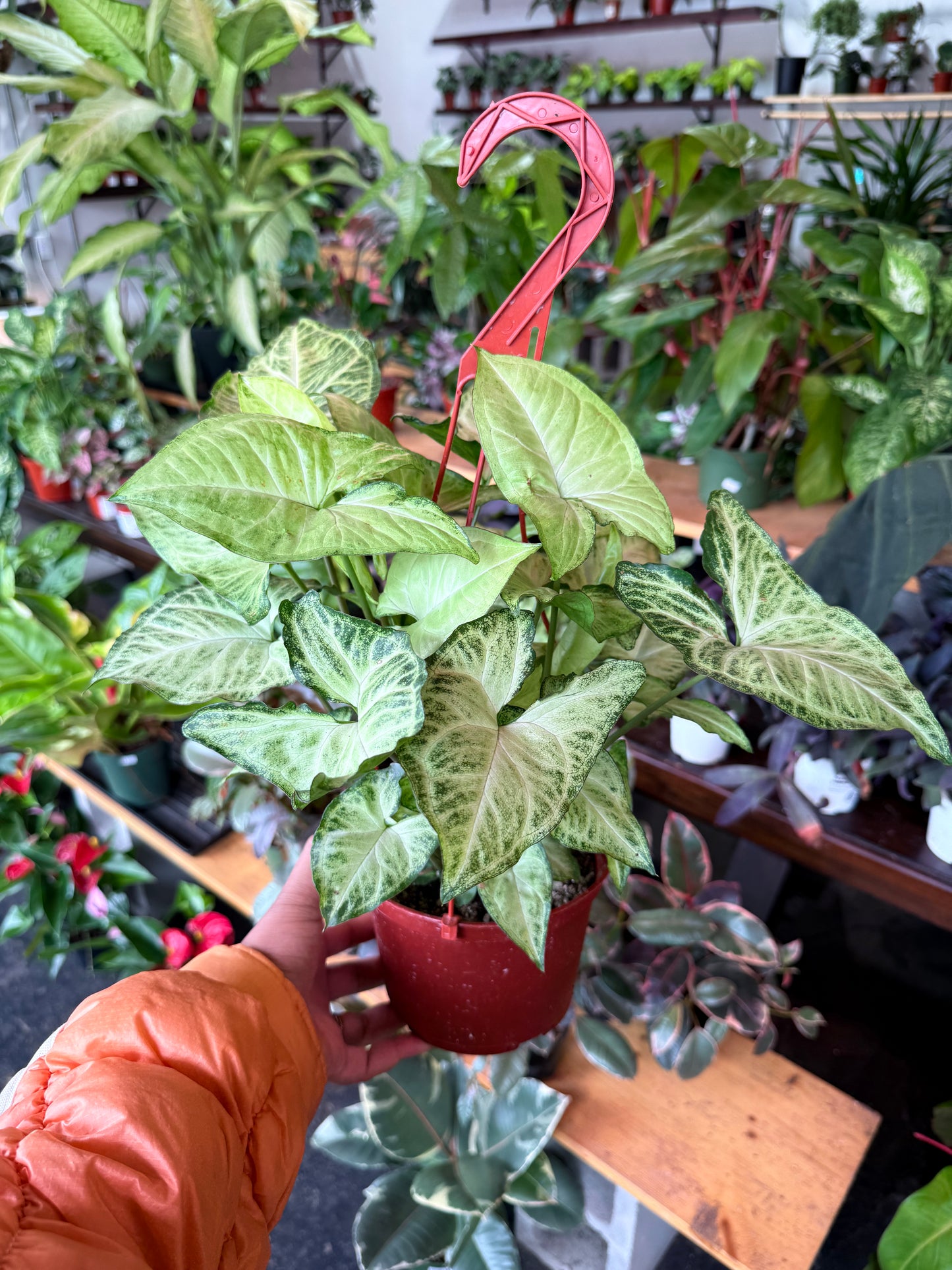 Syngonium 'White Butterfly'