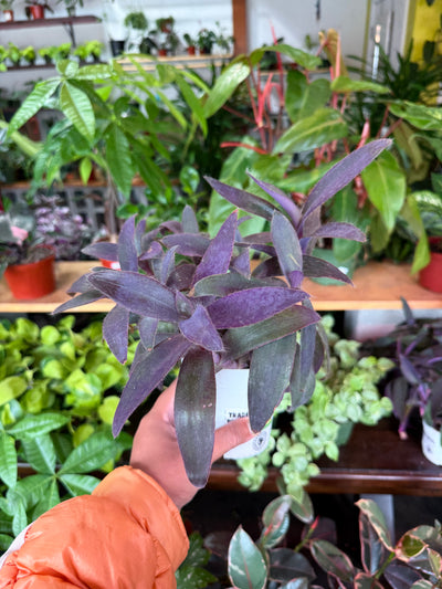 Tradescantia Pallida Purple Heart