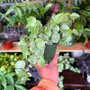 Peperomia Scandens Variegated