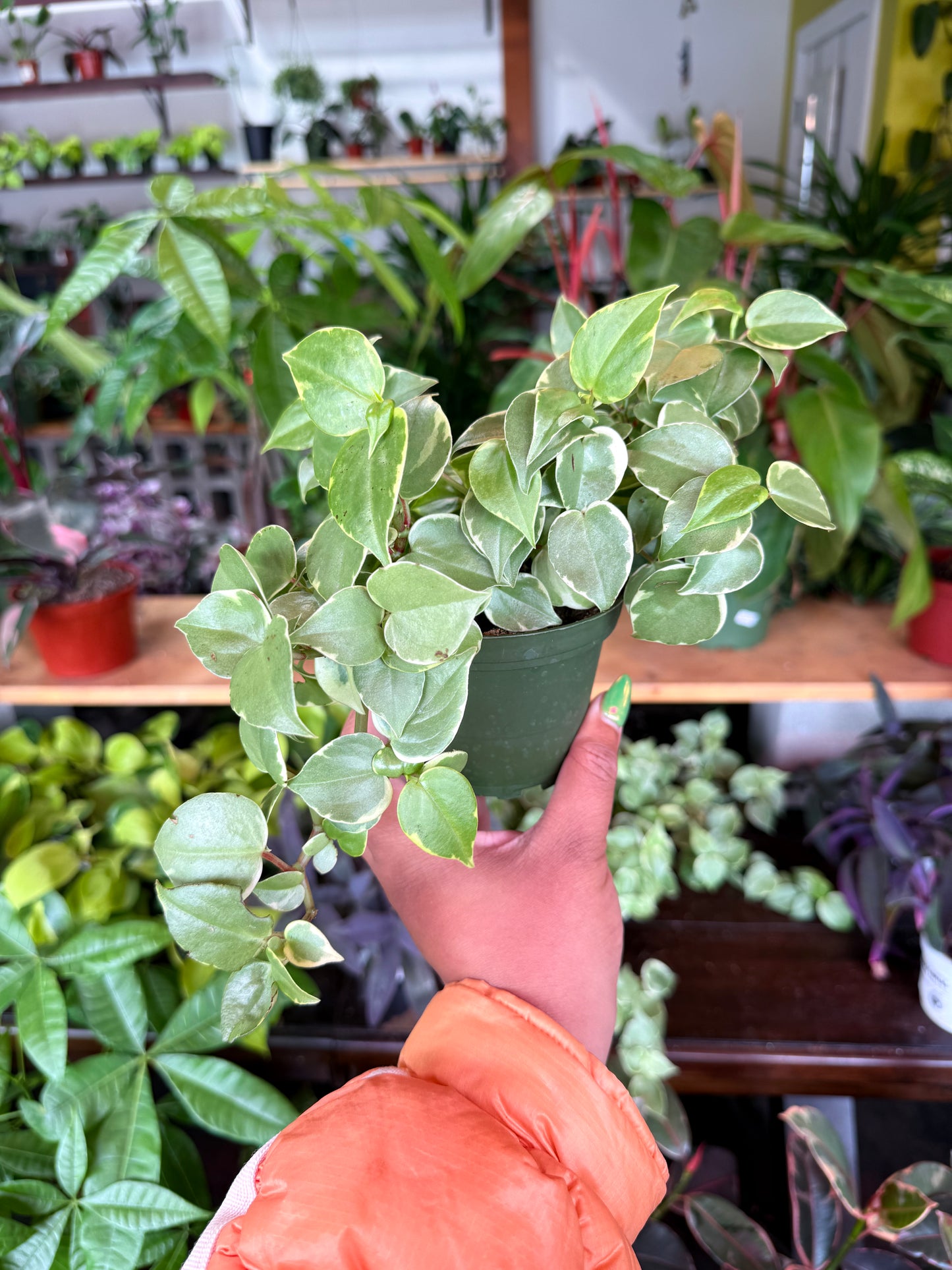 Peperomia Scandens Variegated