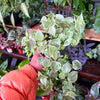Peperomia Scandens Variegated