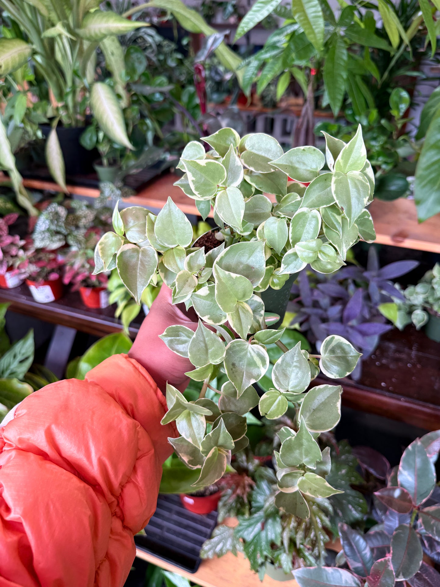 Peperomia Scandens Variegated