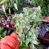Peperomia Scandens Variegated