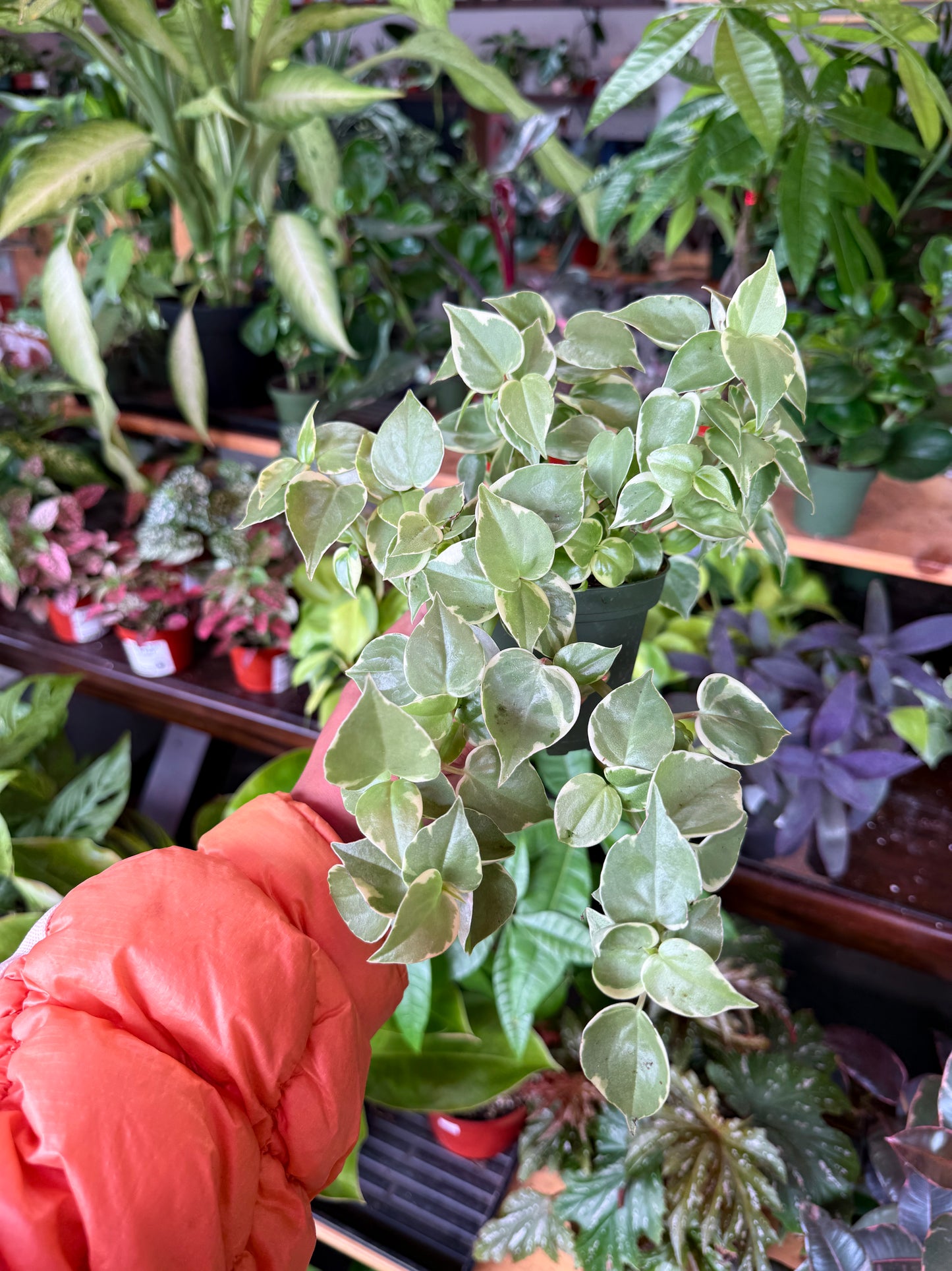 Peperomia Scandens Variegated