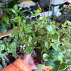 Peperomia Scandens Variegated