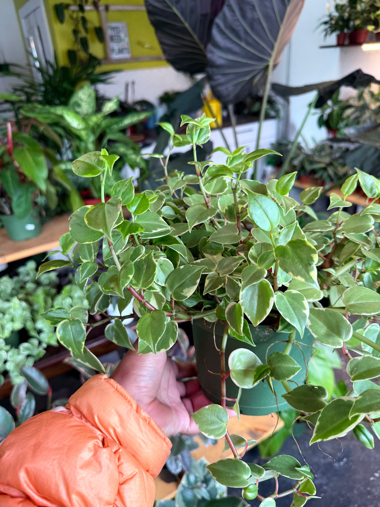 Peperomia Scandens Variegated