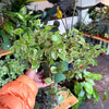 Peperomia Scandens Variegated