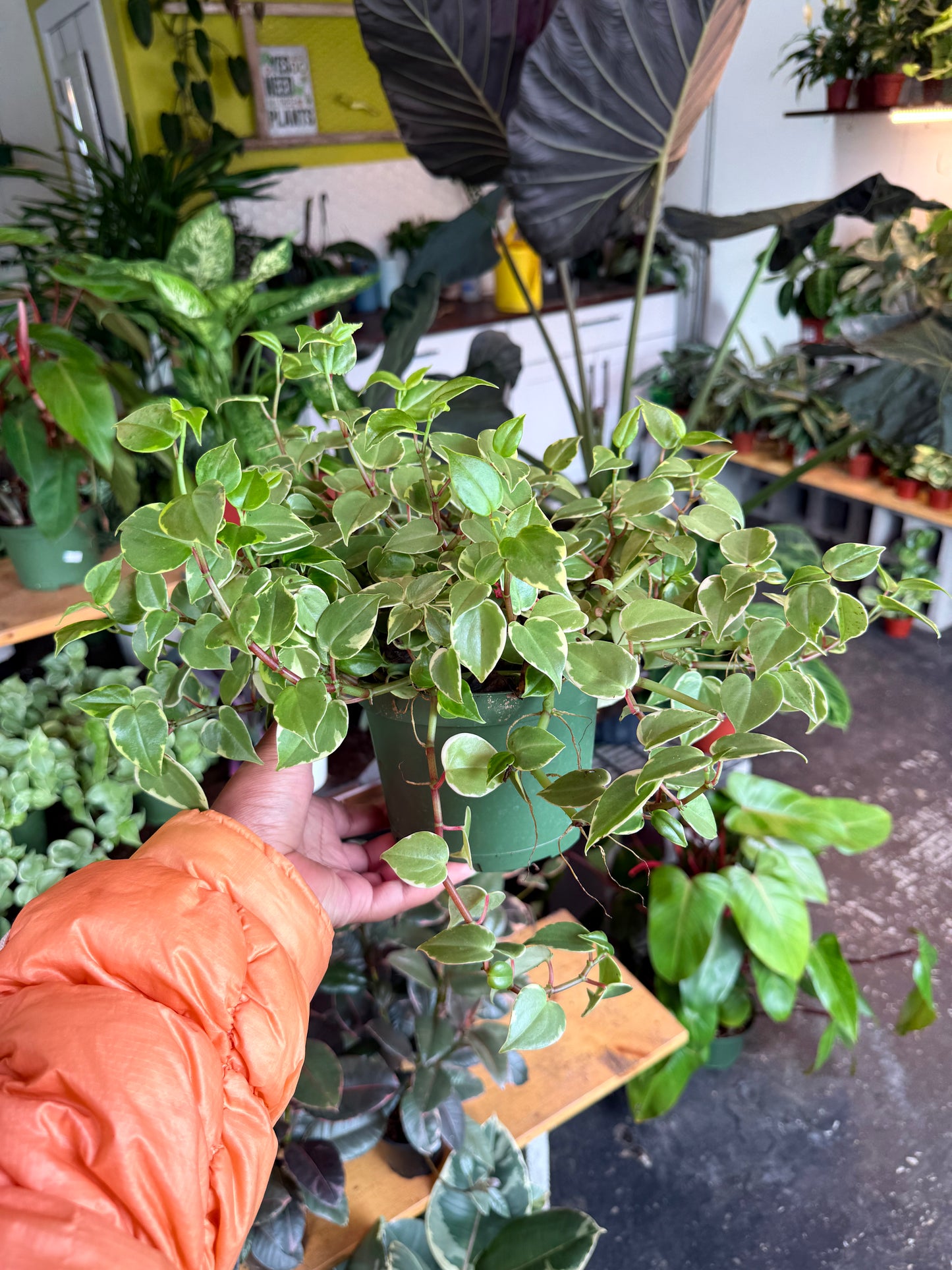 Peperomia Scandens Variegated