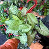 Syngonium 'White Butterfly'