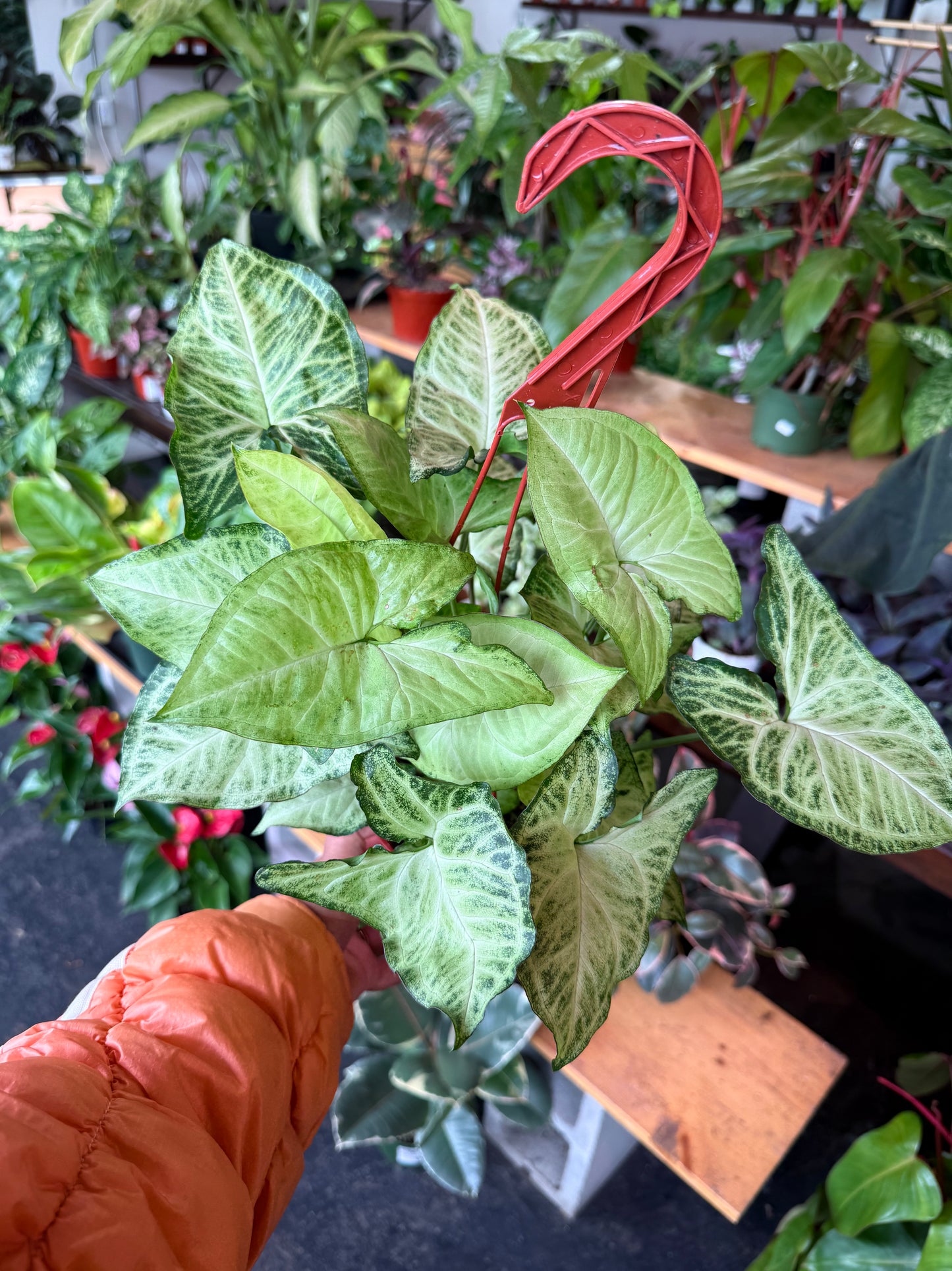 Syngonium 'White Butterfly'