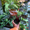 Philodendron Eurbense Maroon