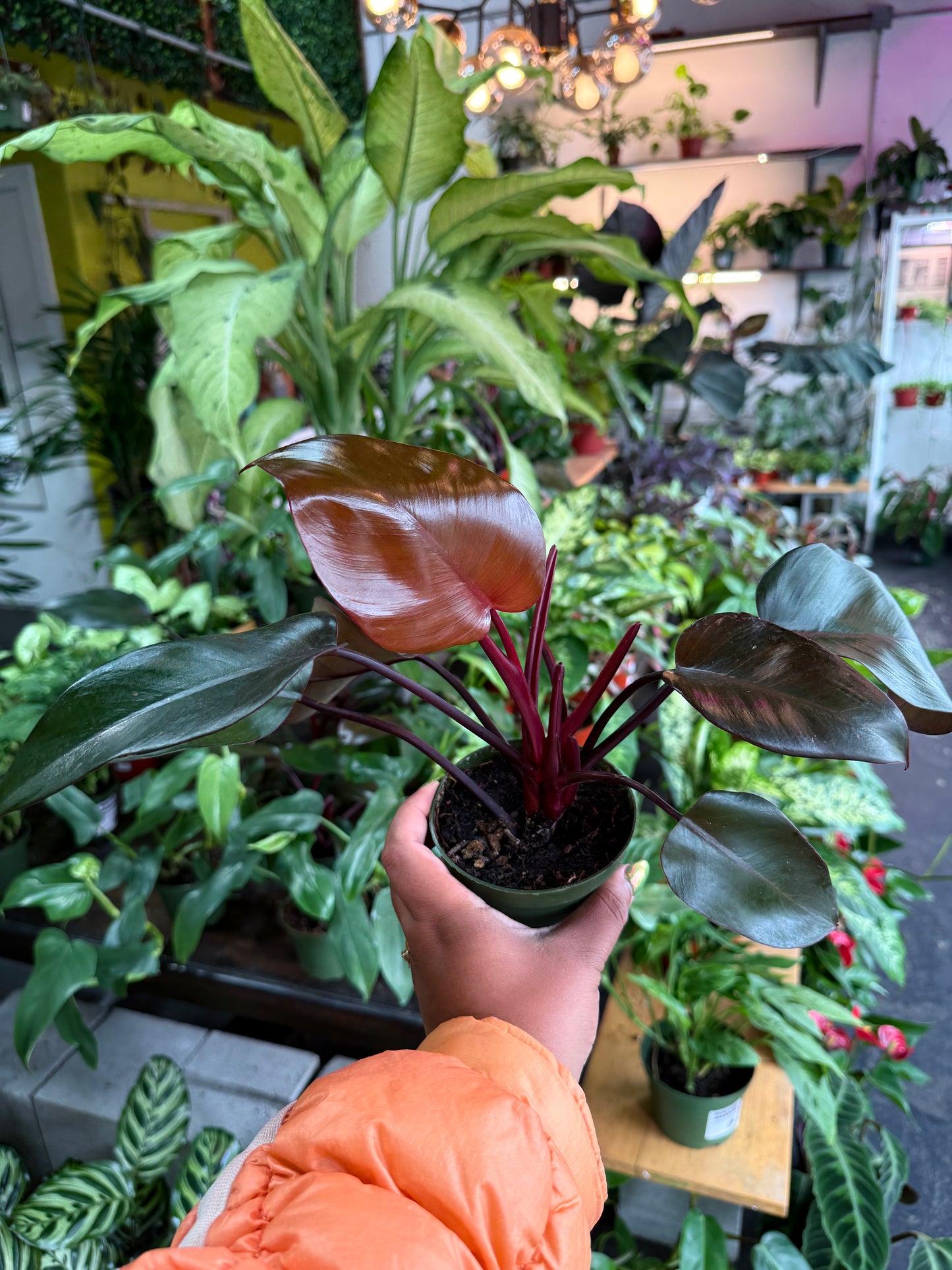 Philodendron Eurbense Maroon