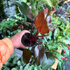 Philodendron Eurbense Maroon