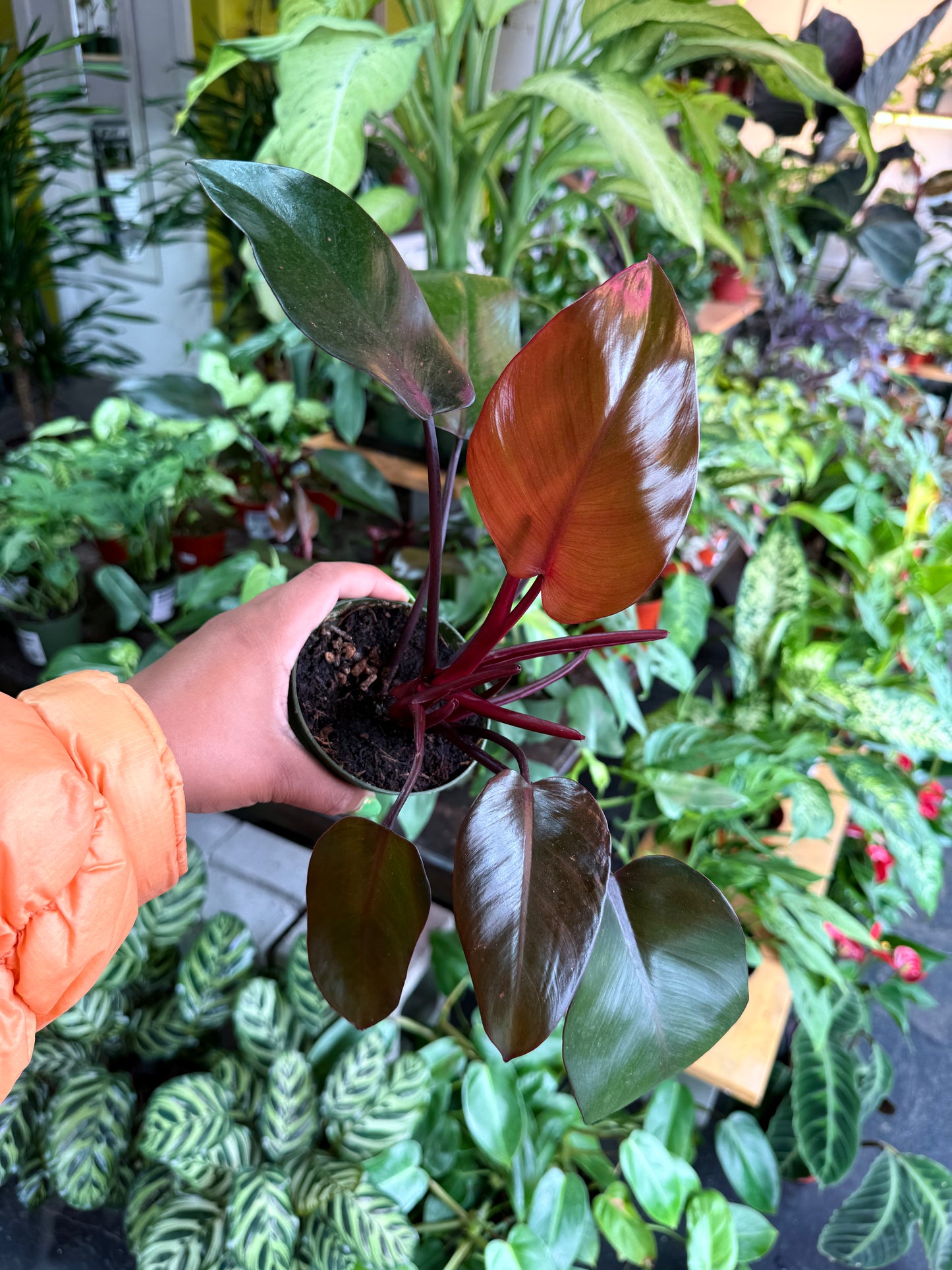 Philodendron Eurbense Maroon