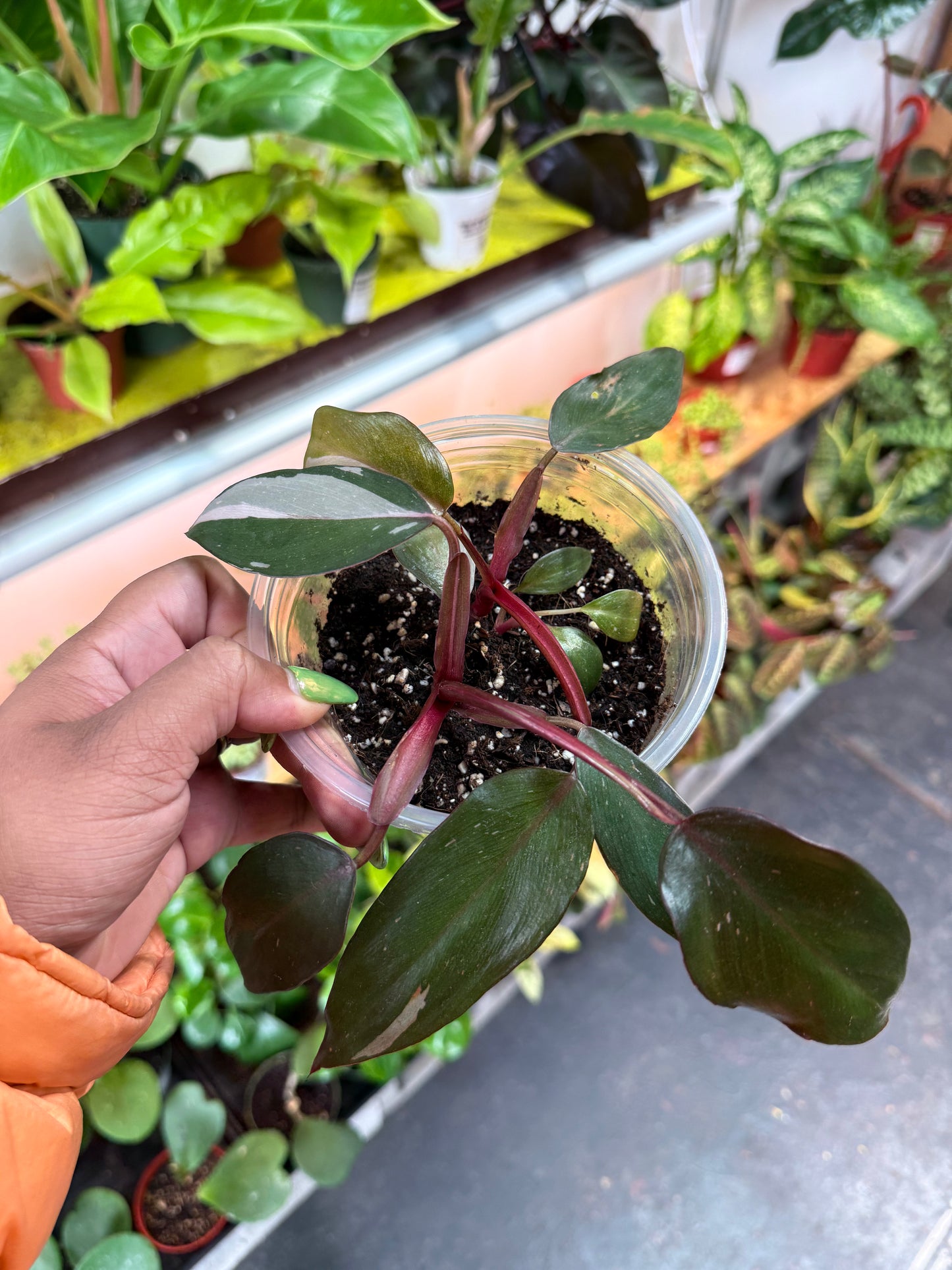 Philodendron 'Pink Princess'