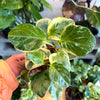 Peperomia ‘Variegated’