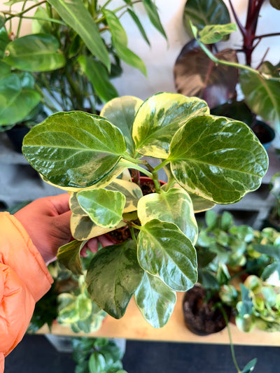 Peperomia ‘Variegated’