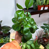 Peperomia Lemon Lime
