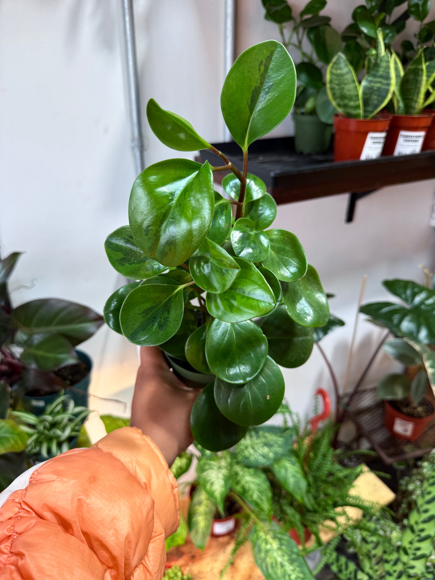 Peperomia Lemon Lime