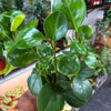 Peperomia Lemon Lime