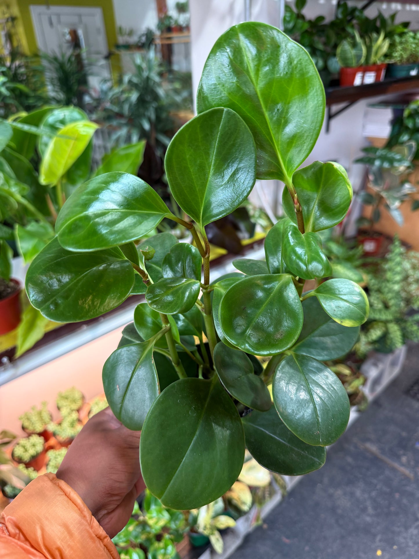 Peperomia Lemon Lime