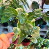 Peperomia ‘Variegated’