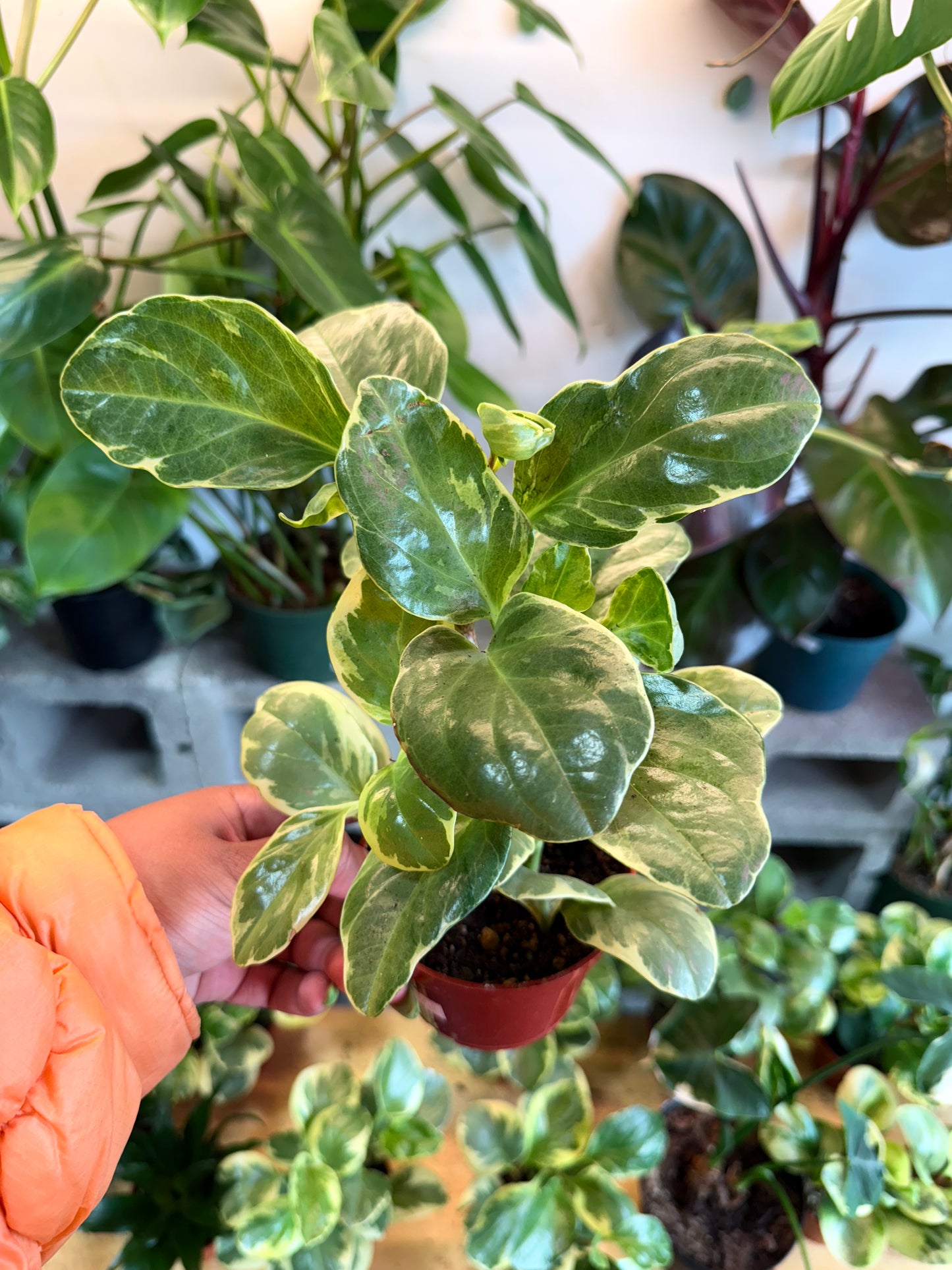 Peperomia ‘Variegated’