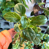Peperomia ‘Variegated’