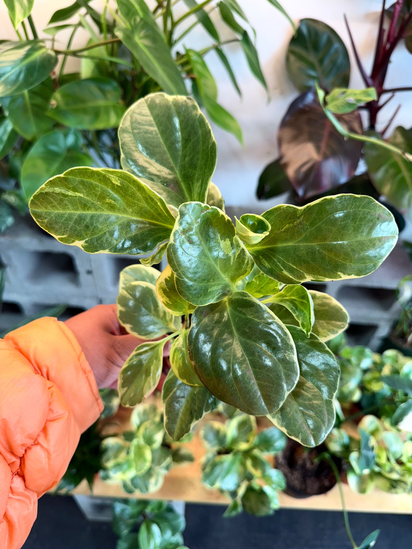 Peperomia ‘Variegated’