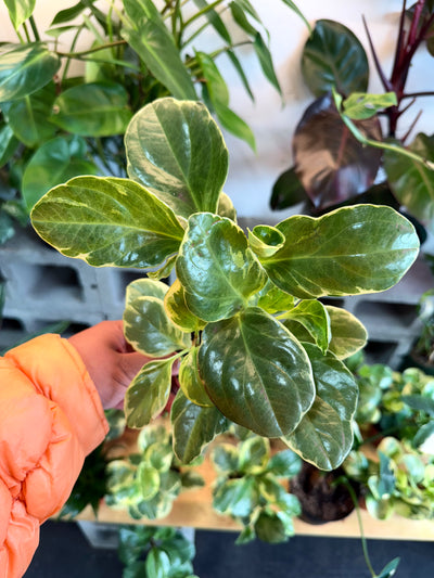 Peperomia ‘Variegated’