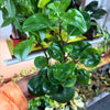 Peperomia Lemon Lime