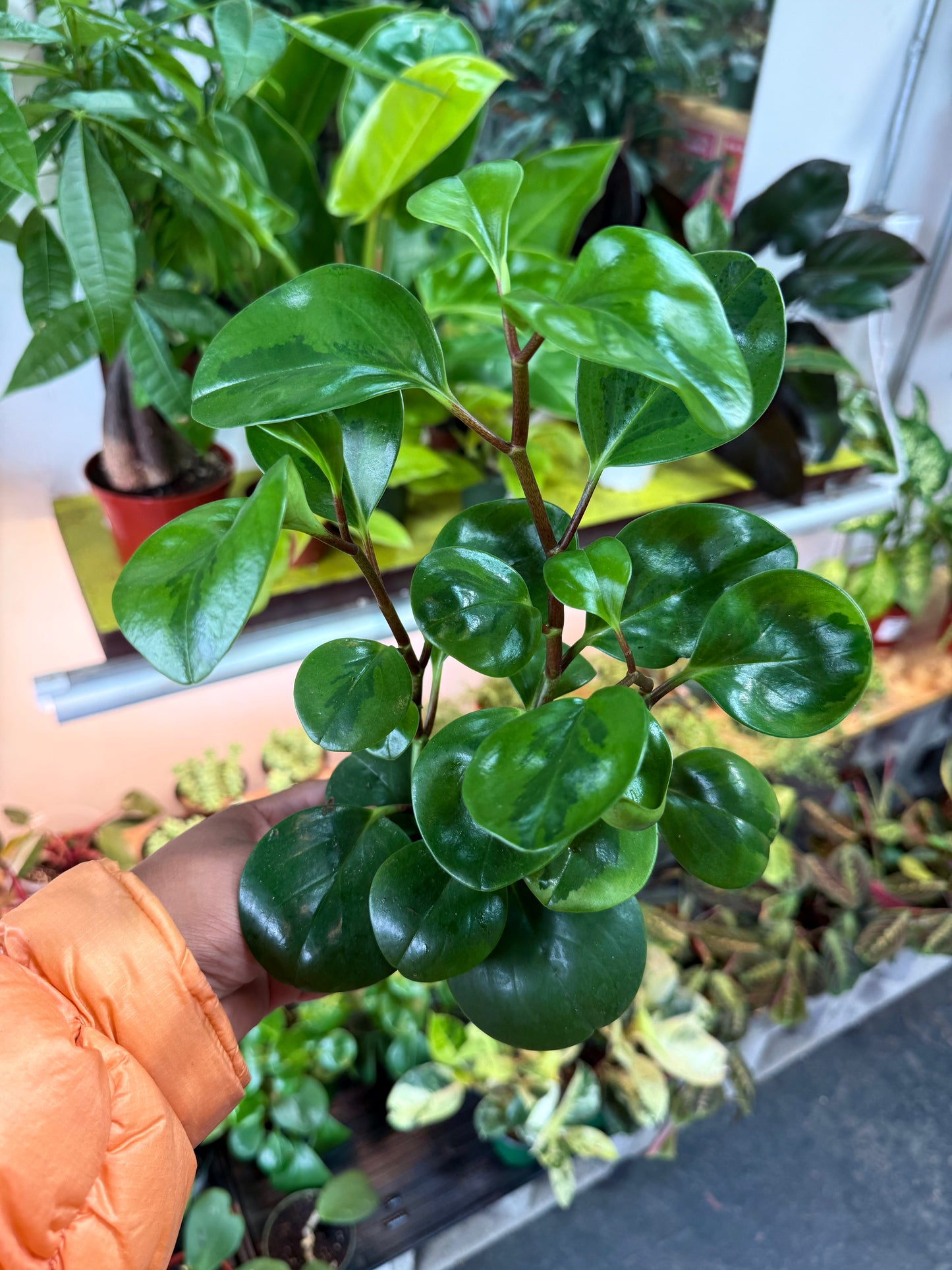 Peperomia Lemon Lime