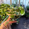 Pothos 'N' Joy