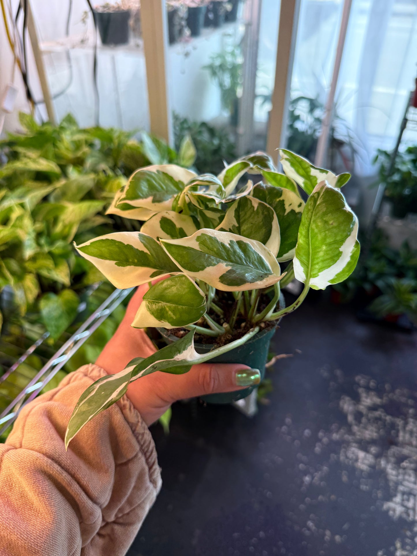 Pothos 'N' Joy