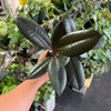 Ficus 'Elastica Burgundy'