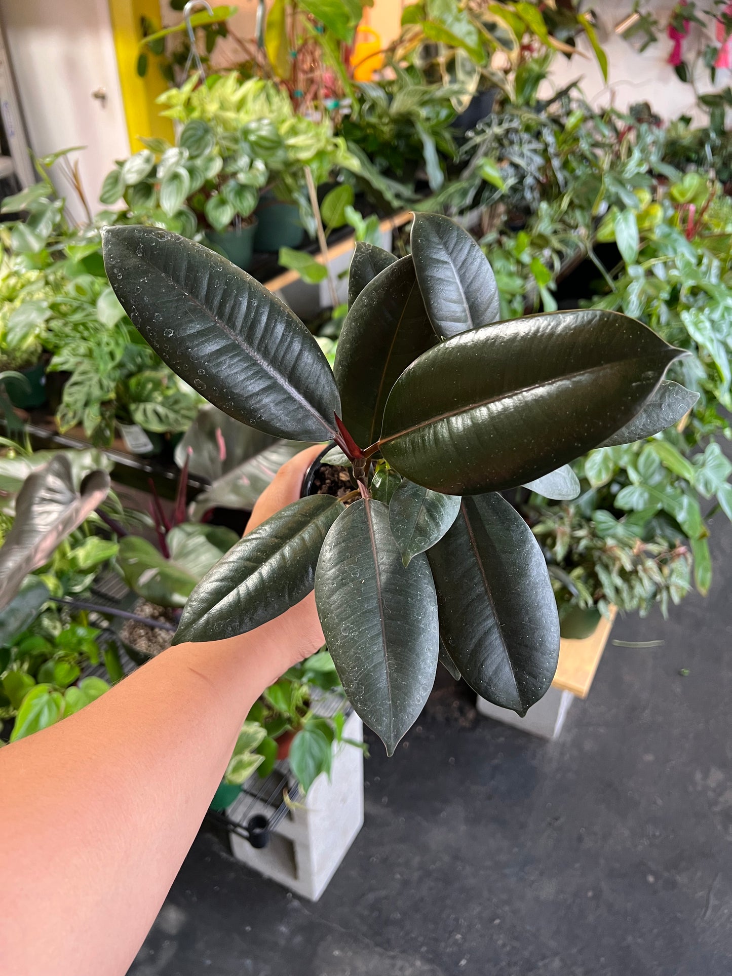 Ficus 'Elastica Burgundy'