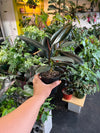 Ficus 'Elastica Burgundy'