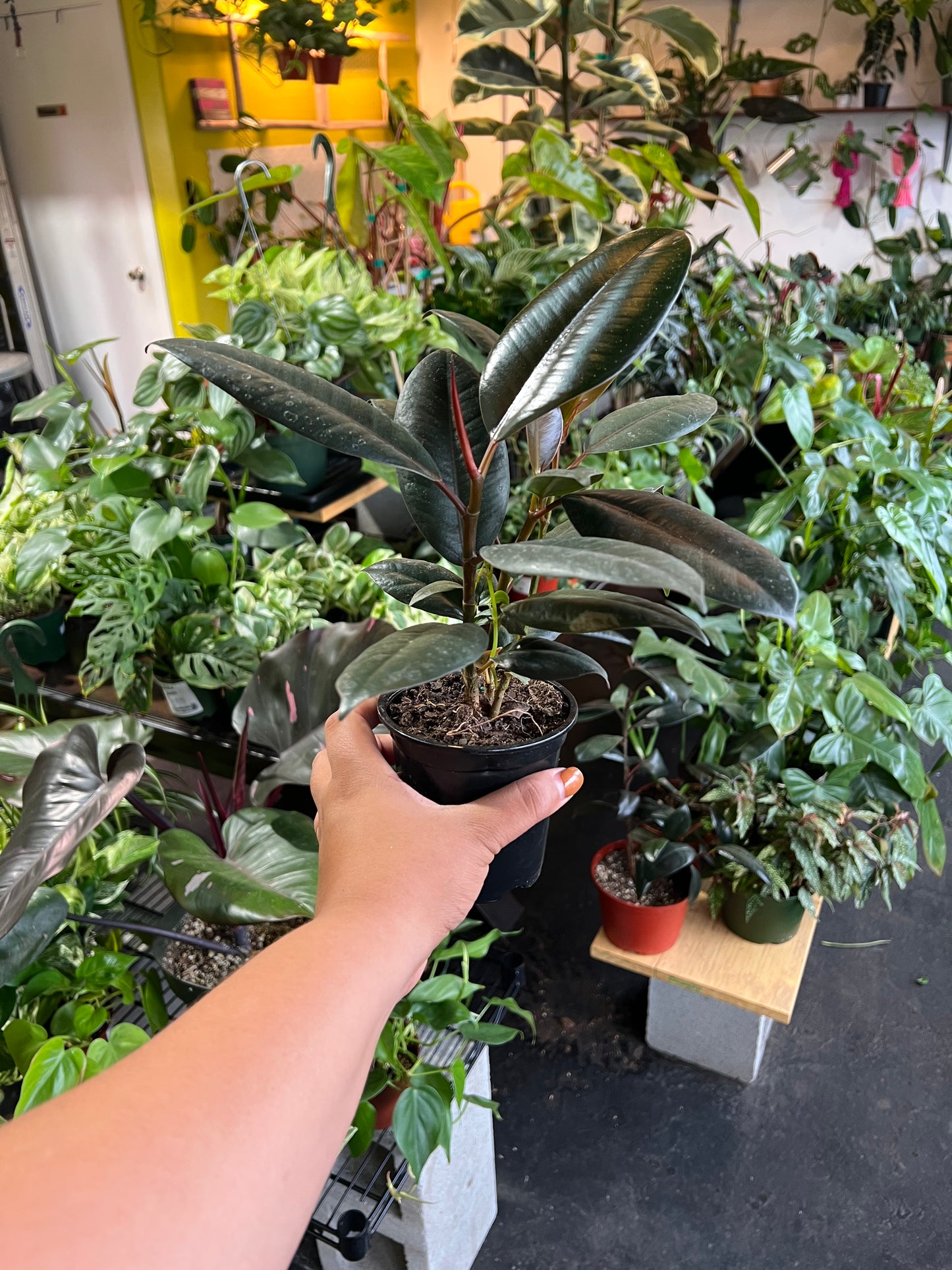 Ficus 'Elastica Burgundy'