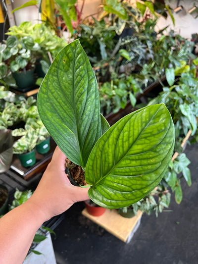 Monstera ‘Peru’