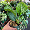 Monstera ‘Peru’